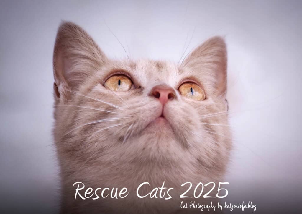 RescueCats 2025 – Cover