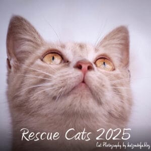 RescueCats 2025 – Cover