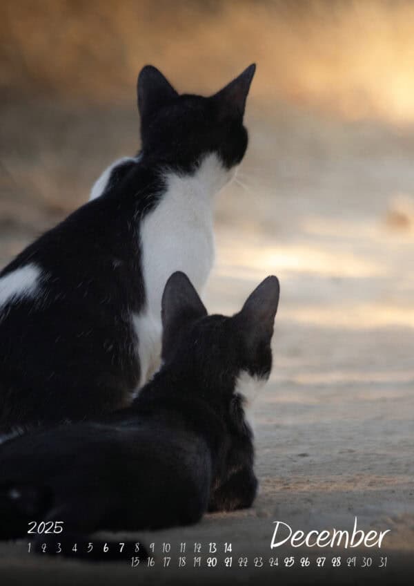 Katzen-Kalender 2025 «StreetCats of SantaMaria» A3 farbig - Image 13