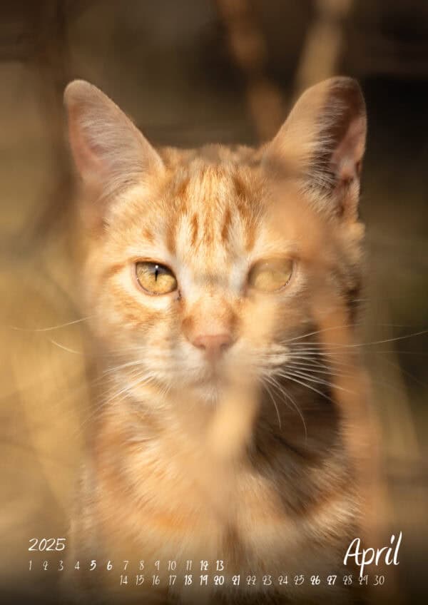 Katzen-Kalender 2025 «StreetCats of SantaMaria» A3 farbig - Image 5