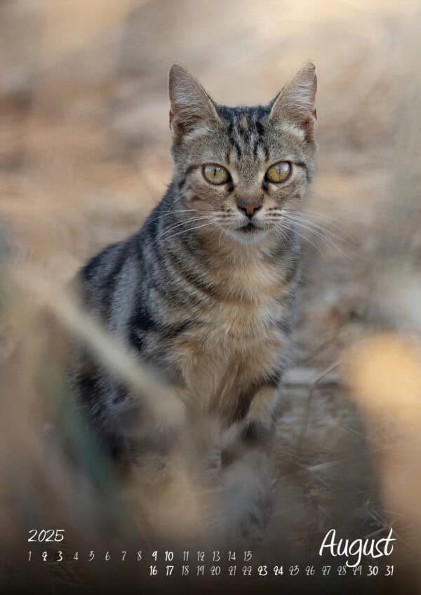 Katzen-Kalender 2025 «StreetCats of SantaMaria» A3 farbig - Image 9