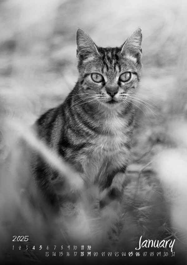 Katzen-Kalender 2025 «StreetCats of SantaMaria» A3 schwarzweiss - Image 2